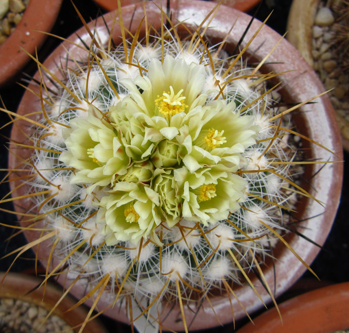 Stenocactus albatus